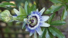 Flowers passion flower