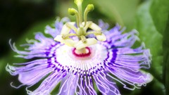 Flowers passion flowers