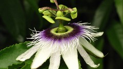 Flowers passion flowers