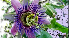Flowers passion flowers