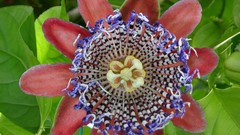 Flowers passion flowers