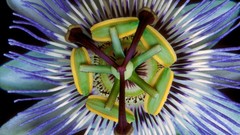 Flowers passion flowers