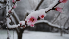 Flowers peaches blossoms frost