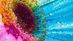 Flowers Persian colors