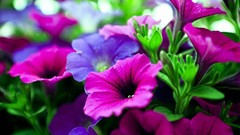 Flowers petunias