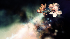 Flowers Photo manipulation