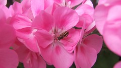 Flowers pink bees pink flowers Hydrangeas