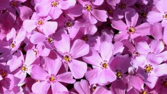 Flowers pink carpet phlox