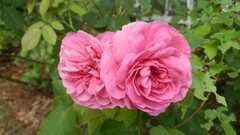 Flowers pink flower roses