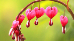 Flowers pink flowers Bleeding