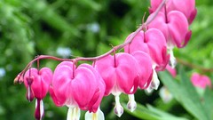 Flowers pink flowers Bleeding Hearts