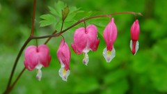 Flowers pink flowers Bleeding Hearts