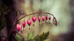 Flowers pink flowers Bleeding Hearts