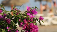 Flowers pink flowers bougainvillea