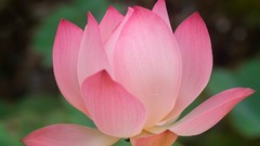 Flowers pink flowers cambodia lotus flower