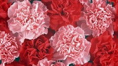 Flowers pink flowers carnations red flowers