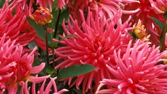 Flowers pink flowers dahlias