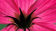 Flowers pink flowers flower petals cosmos flower