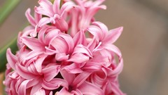 Flowers pink flowers hyacinths