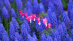 Flowers pink flowers hyacinths blue flowers Bleeding Hearts