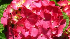 Flowers pink flowers hydrangea