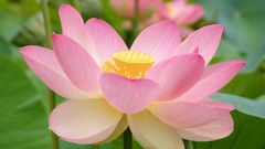 Flowers pink flowers lotus flower