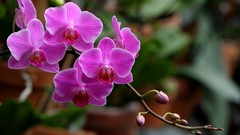 Flowers pink flowers Orchids veiny