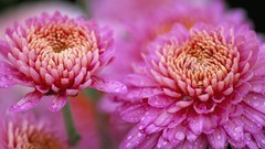 Flowers pink flowers water drops chrysanthemums