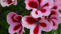Flowers pink pansies