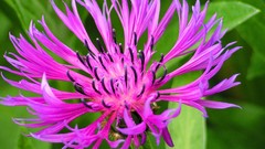 Flowers pink purple flowers perennials