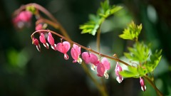 Flowers Plants Bleeding Hearts
