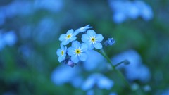 Flowers Plants blue flowers Forget-me-nots