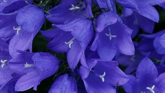 Flowers Plants bluebells