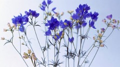 Flowers Plants bokeh delphinium blue flowers