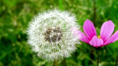 Flowers Plants dandelions cosmos flower