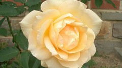 Flowers Plants decoration