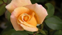 Flowers Plants decoration