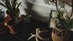 Flowers Plants desks potted plant