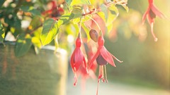 Flowers Plants fuchsia