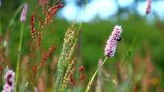 Flowers Plants Herbs