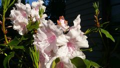 Flowers Plants hibiscus pink