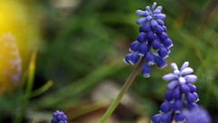 Flowers Plants hyacinths blue flowers