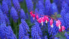 Flowers Plants hyacinths blue flowers Bleeding Hearts