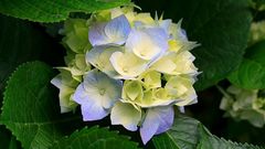 Flowers Plants hydrangea