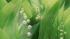 Flowers Plants lily of