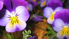 Flowers Plants pansies