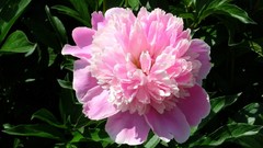 Flowers Plants peony