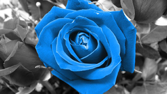 Flowers Plants selective coloring