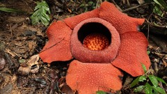 Flowers Plants Sumatra borneo Rafflesia arnoldii