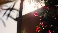 Flowers Plants sunlight bougainvillea
